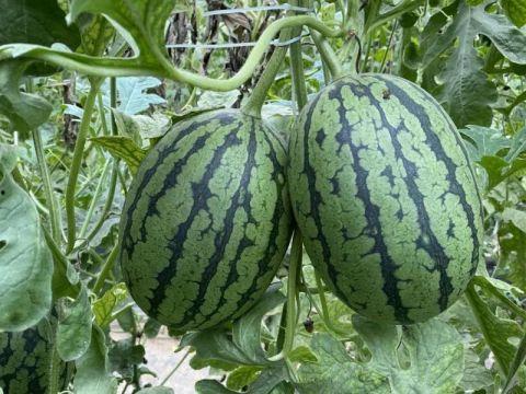 夏日炎炎宜吃瓜,清凉一“瓜”解暑气