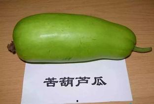 小念吃葫芦瓜,小念的葫芦瓜美食之旅