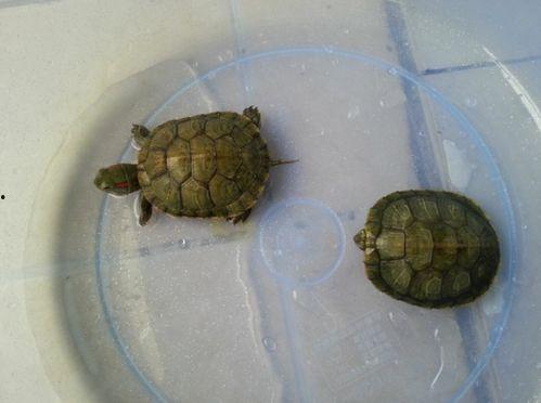 小乌龟吃瓜,小乌龟的夏日瓜果盛宴