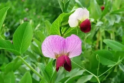 小李吃瓜崔花,小李的奇妙食趣之旅