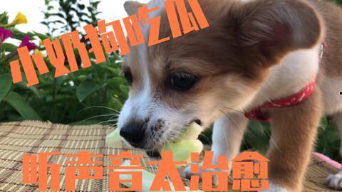 幼犬吃瓜吗,幼犬能否享用瓜果美味？揭秘幼犬吃瓜的真相