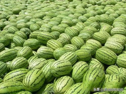 大仁哥吃瓜,揭秘娱乐圈幕后故事